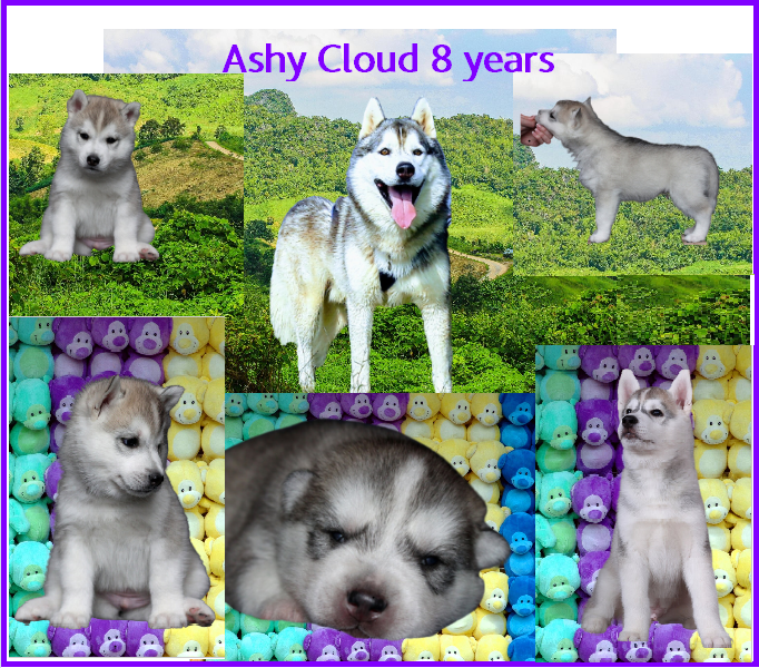 Ashy 8 let 2021