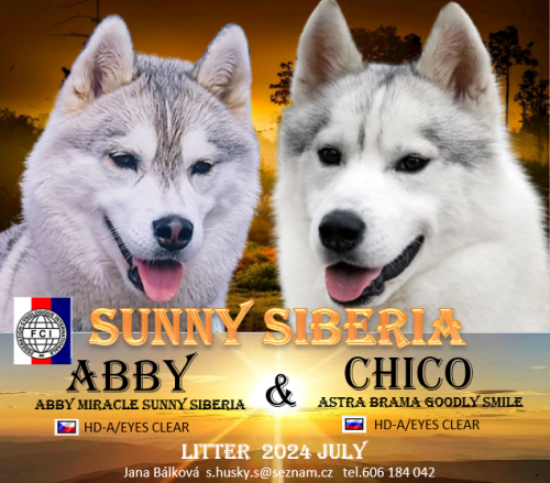 abby--chico.png