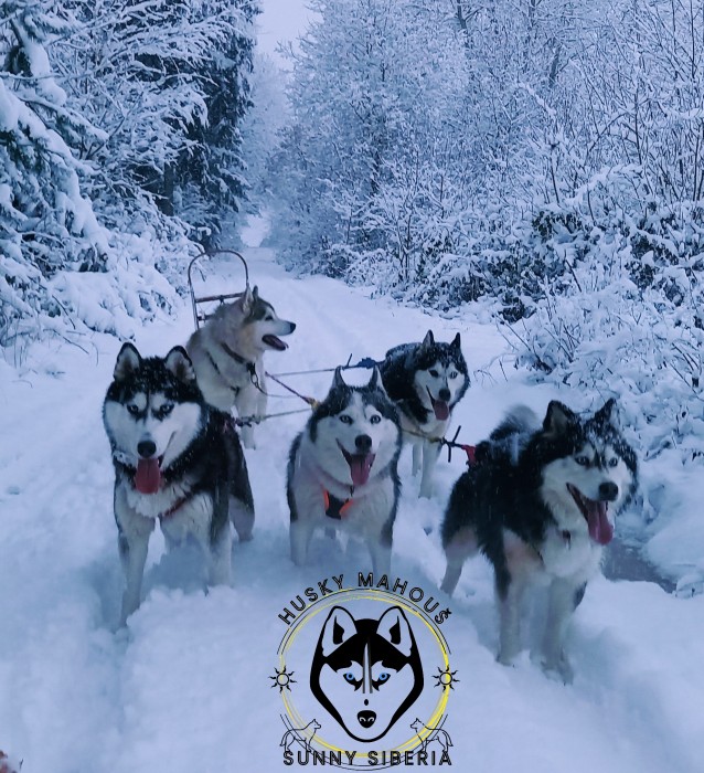 husky.png