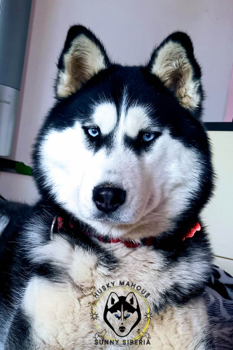husky20240130_165739.png